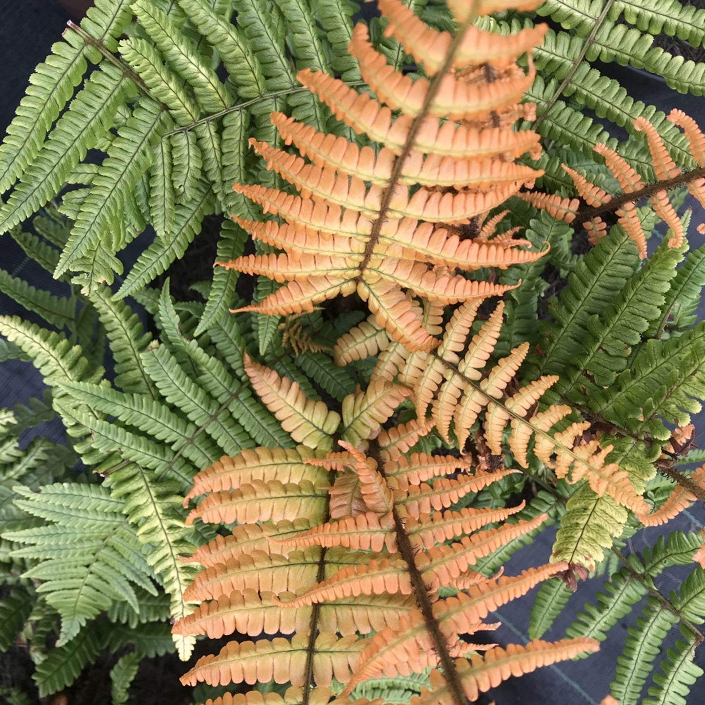 Dryopteris Jurassic Gold