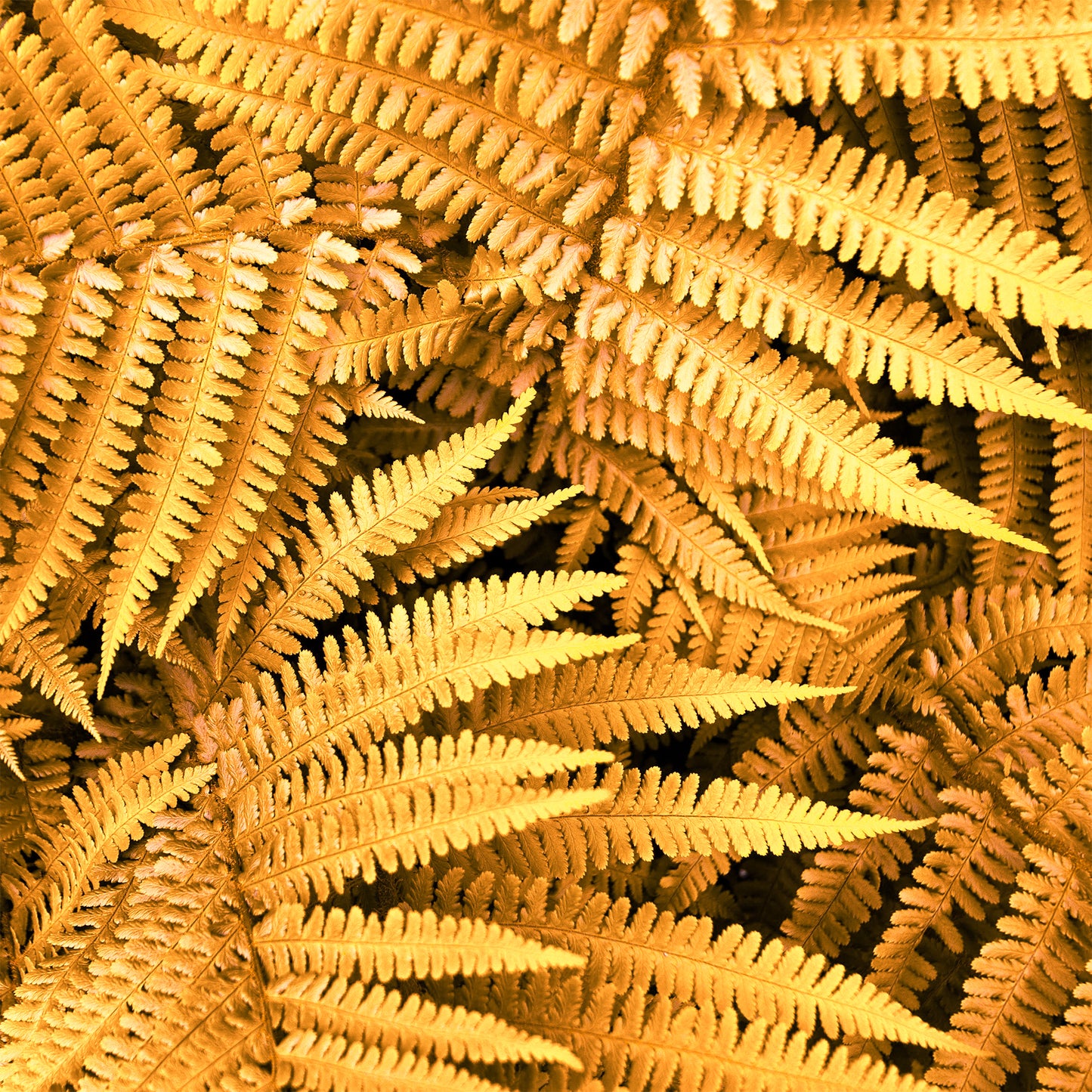 Dryopteris Jurassic Gold