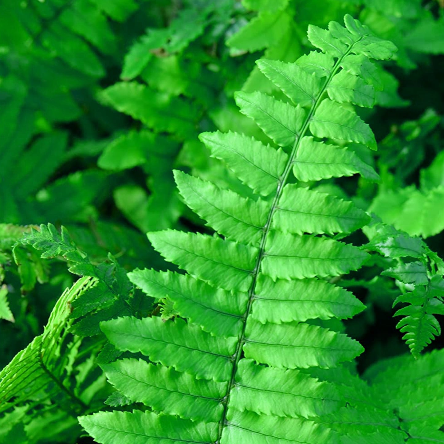 Dryopteris Atrata