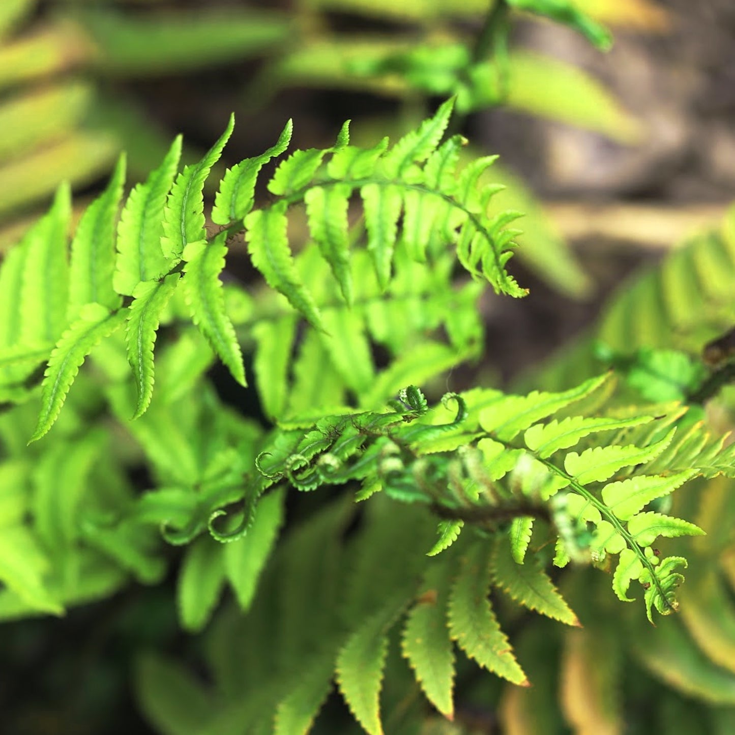 Dryopteris Atrata