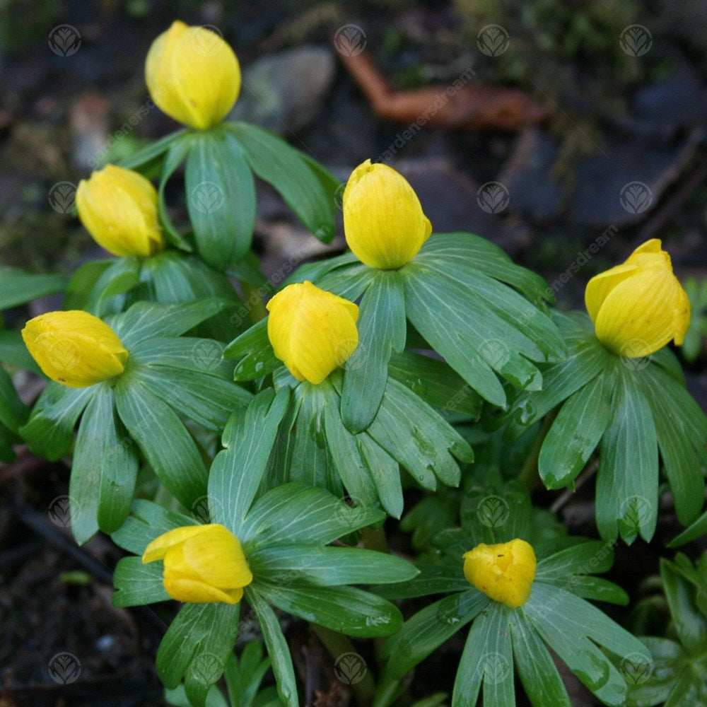 Eranthis Cilicica -MASTER-