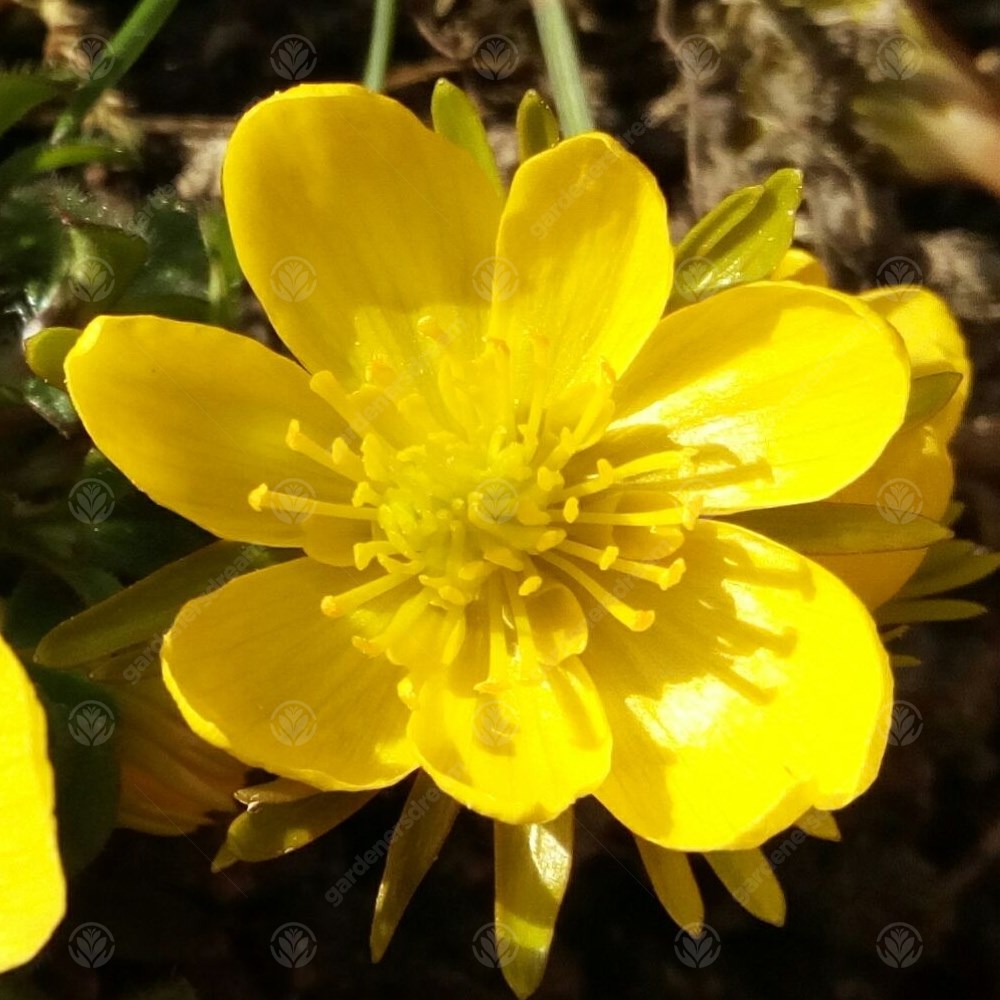 Eranthis Cilicica -MASTER-