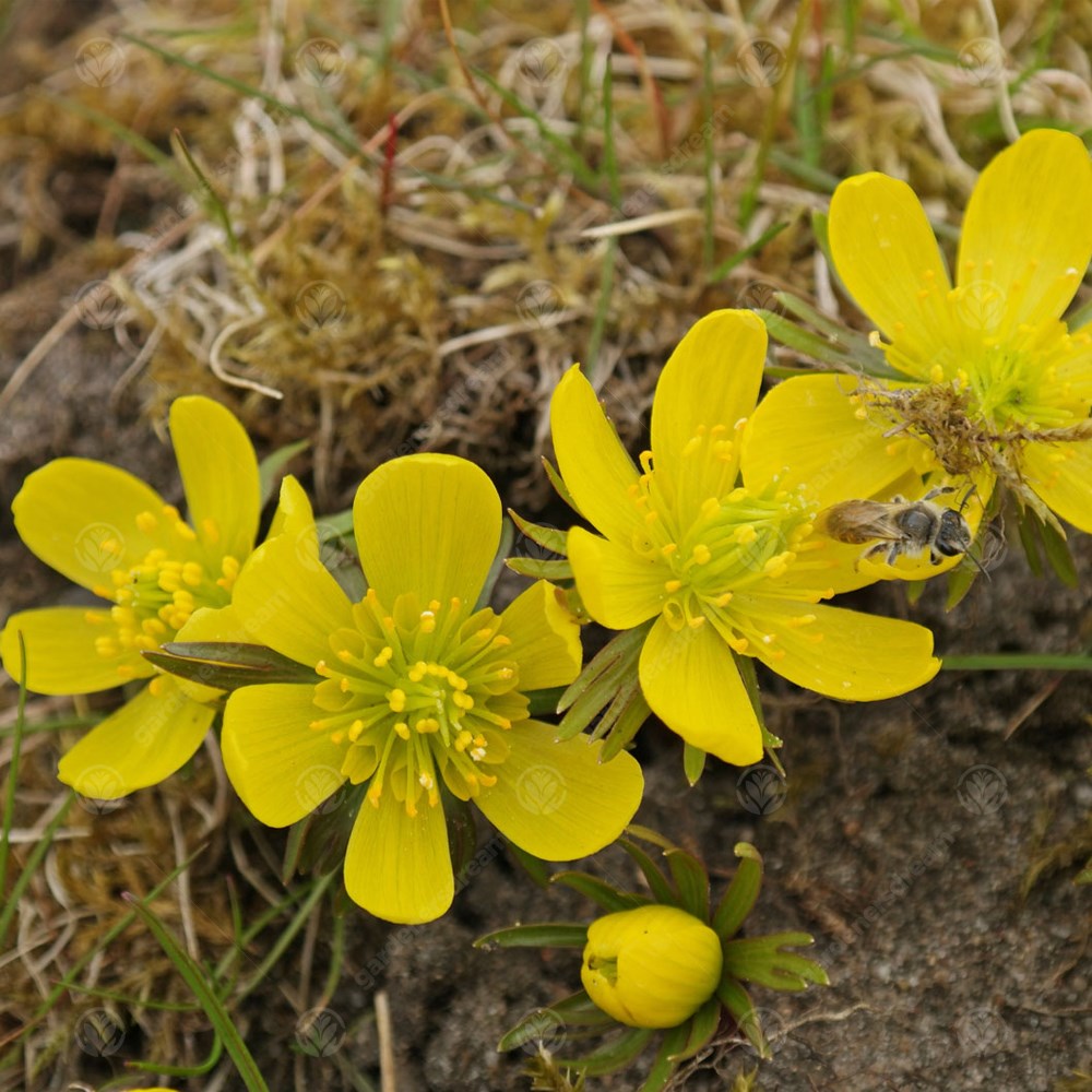 Eranthis Cilicica -MASTER-