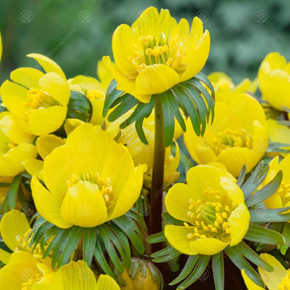 Eranthis Cilicica -MASTER-