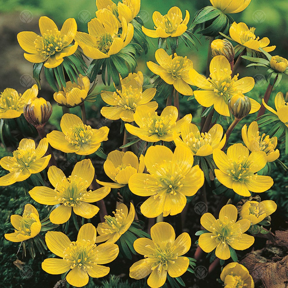 Eranthis Cilicica -MASTER-