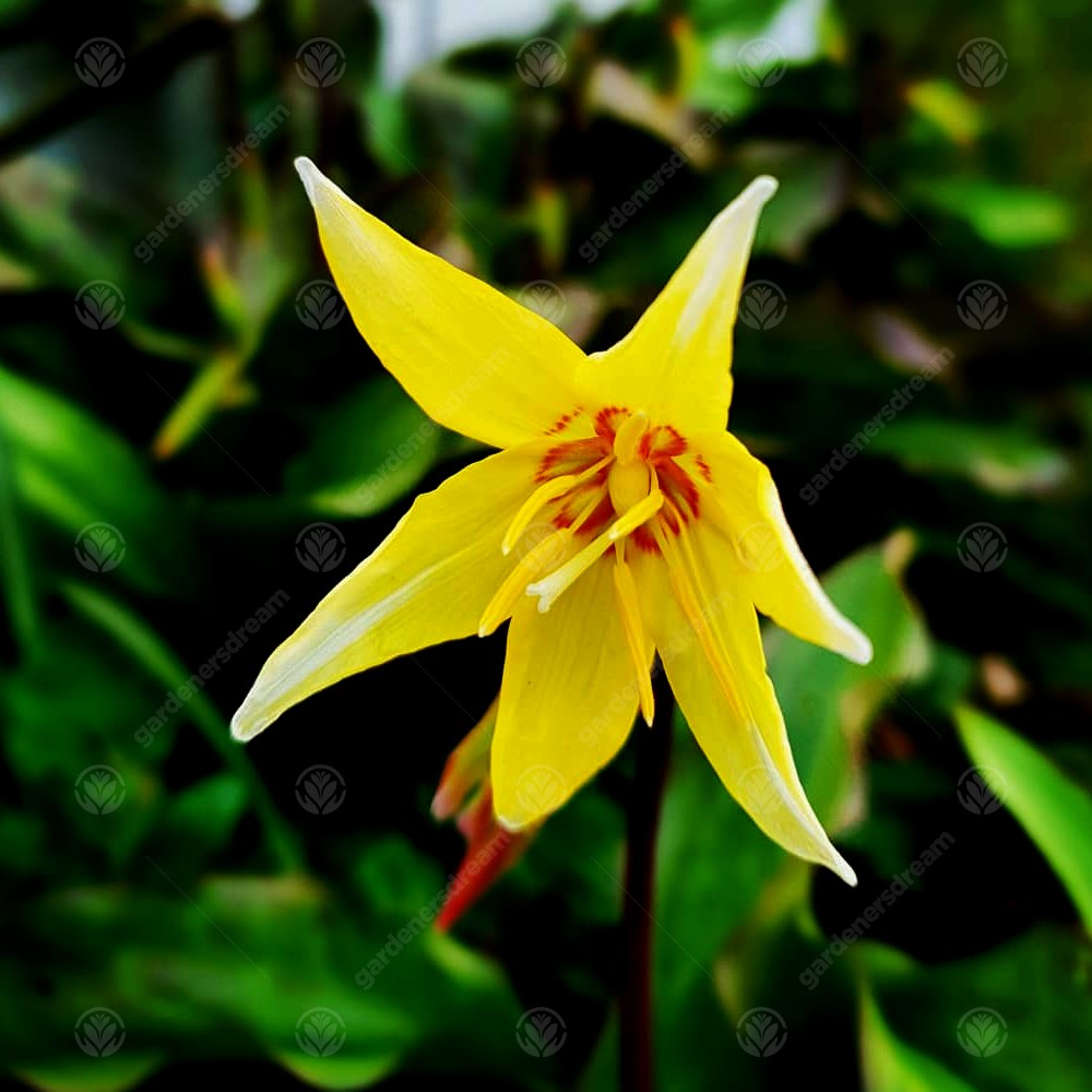 Erythronium Kondo -MASTER-