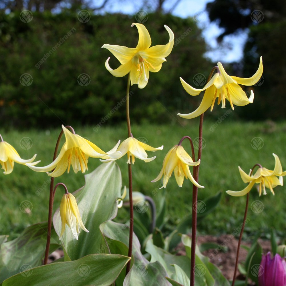 Erythronium Kondo -MASTER-