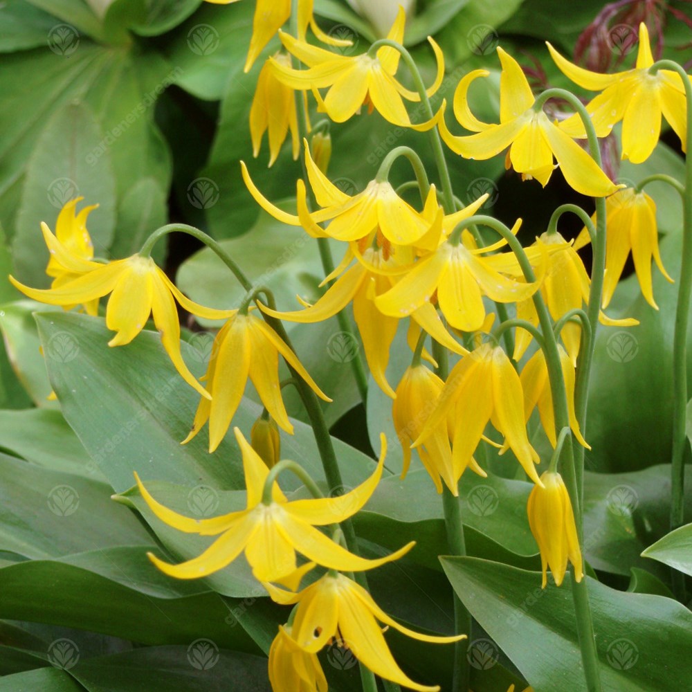 Erythronium Kondo -MASTER-