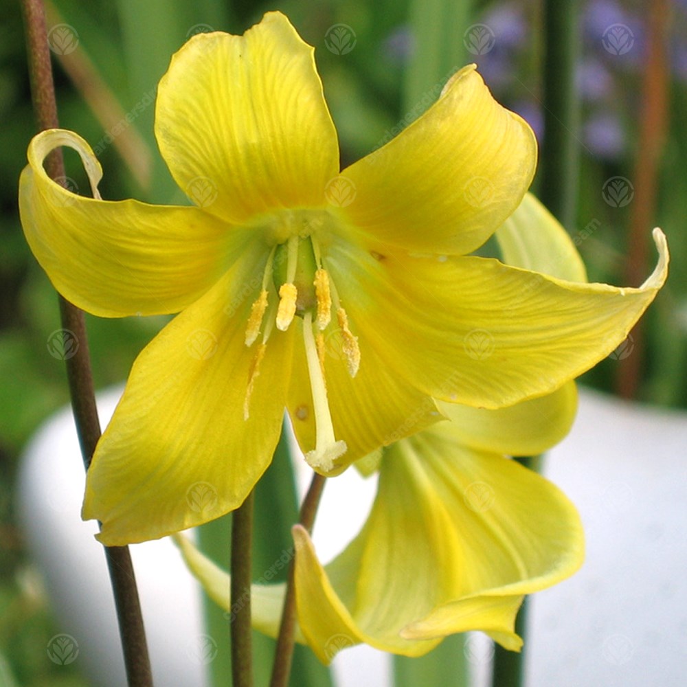 Erythronium Kondo -MASTER-