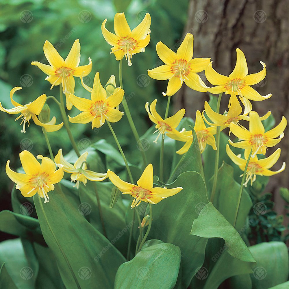 Erythronium Kondo -MASTER-