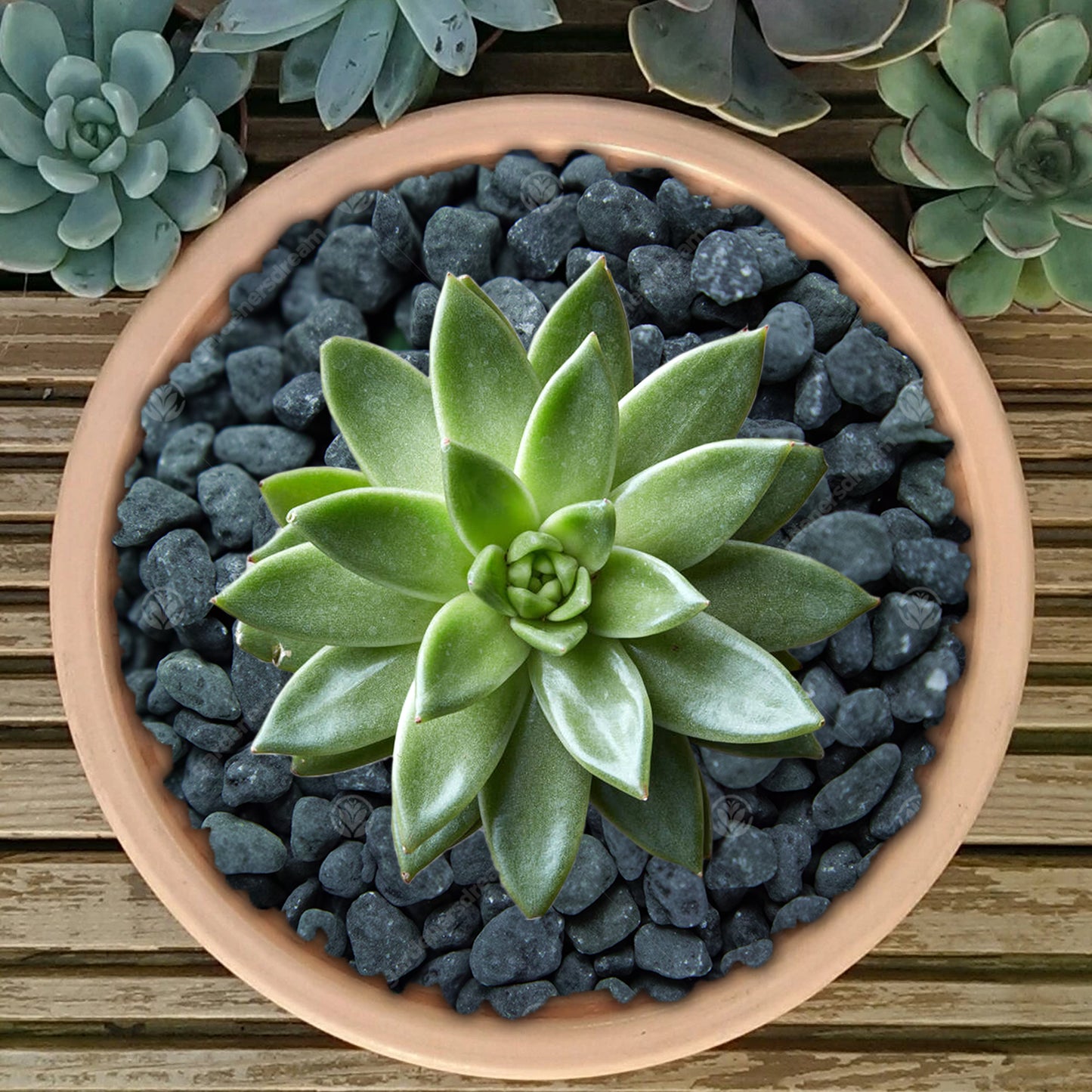 GardenersDream Coloured Plant Pot Gravel (Bag)