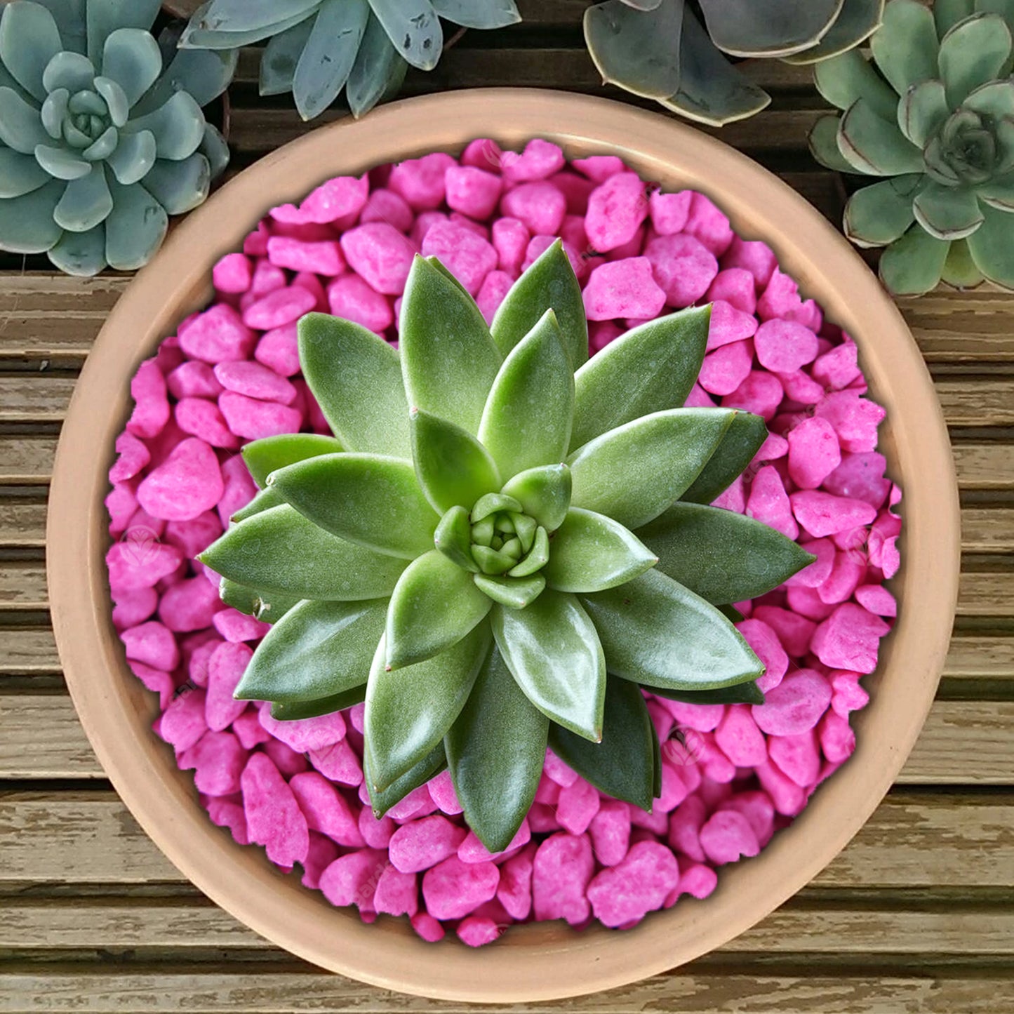 GardenersDream Fluorescent Plant Pot Gravel