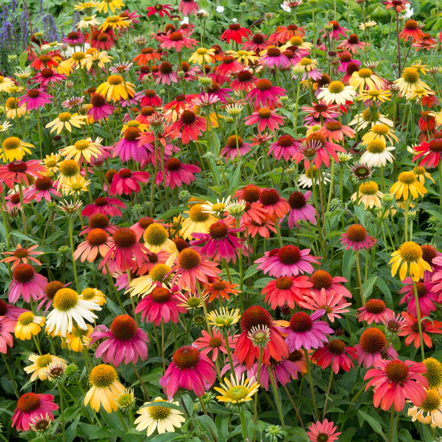 Echinacea Cheyenne Spirit