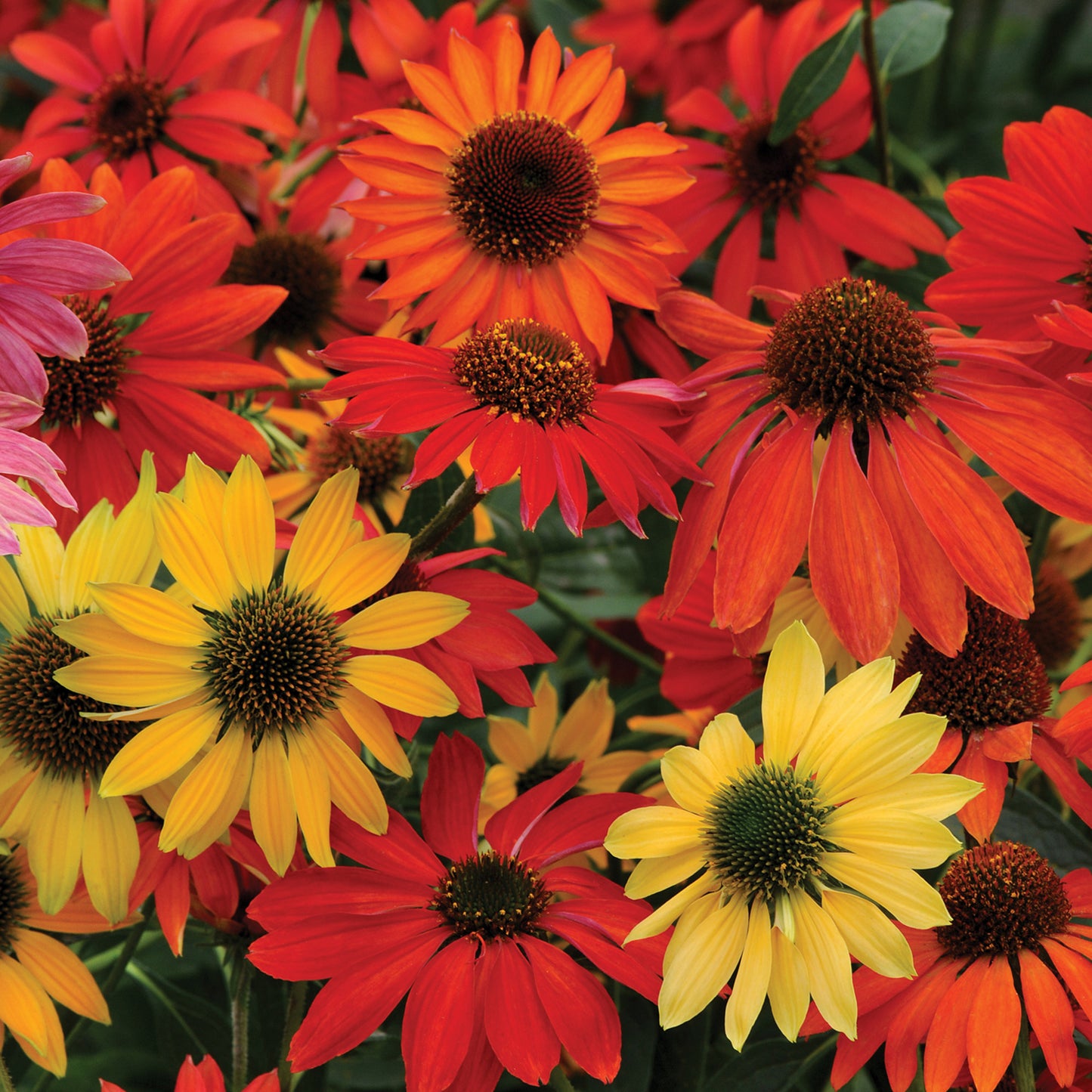 Echinacea Cheyenne Spirit