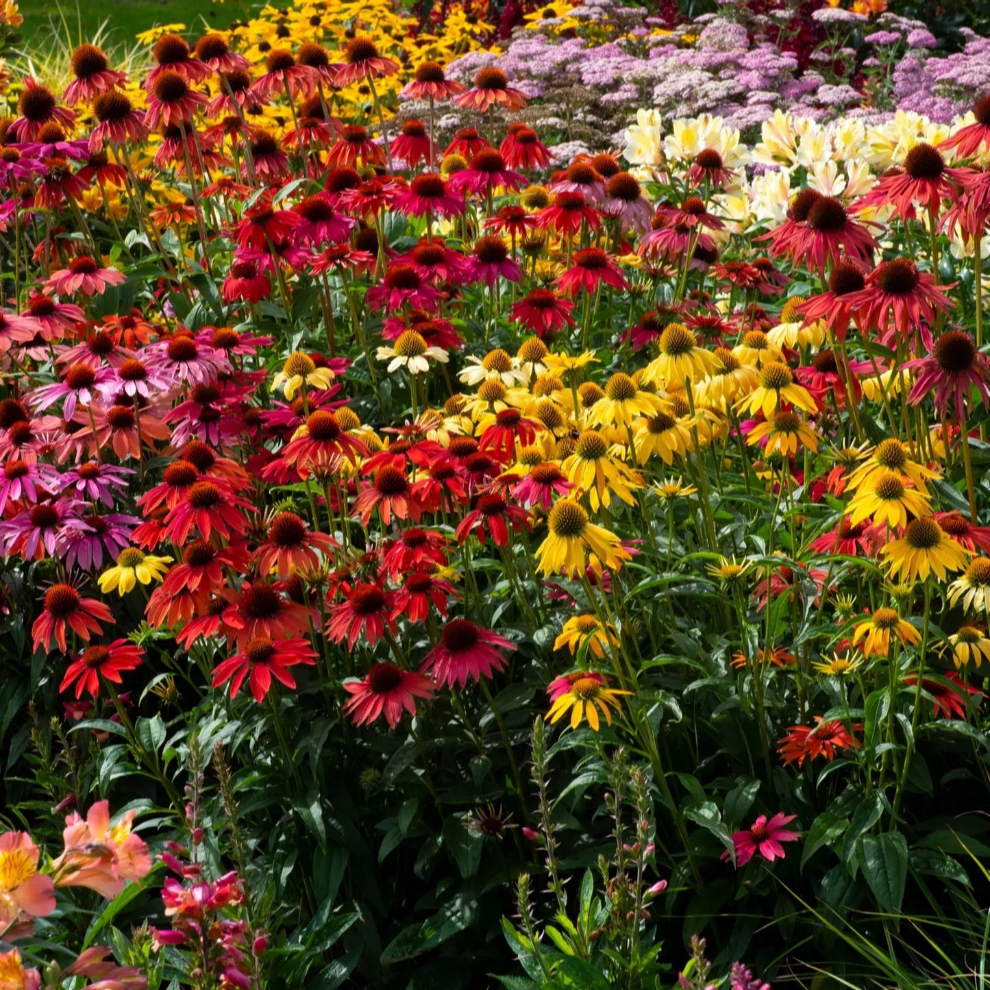 Echinacea Cheyenne Spirit