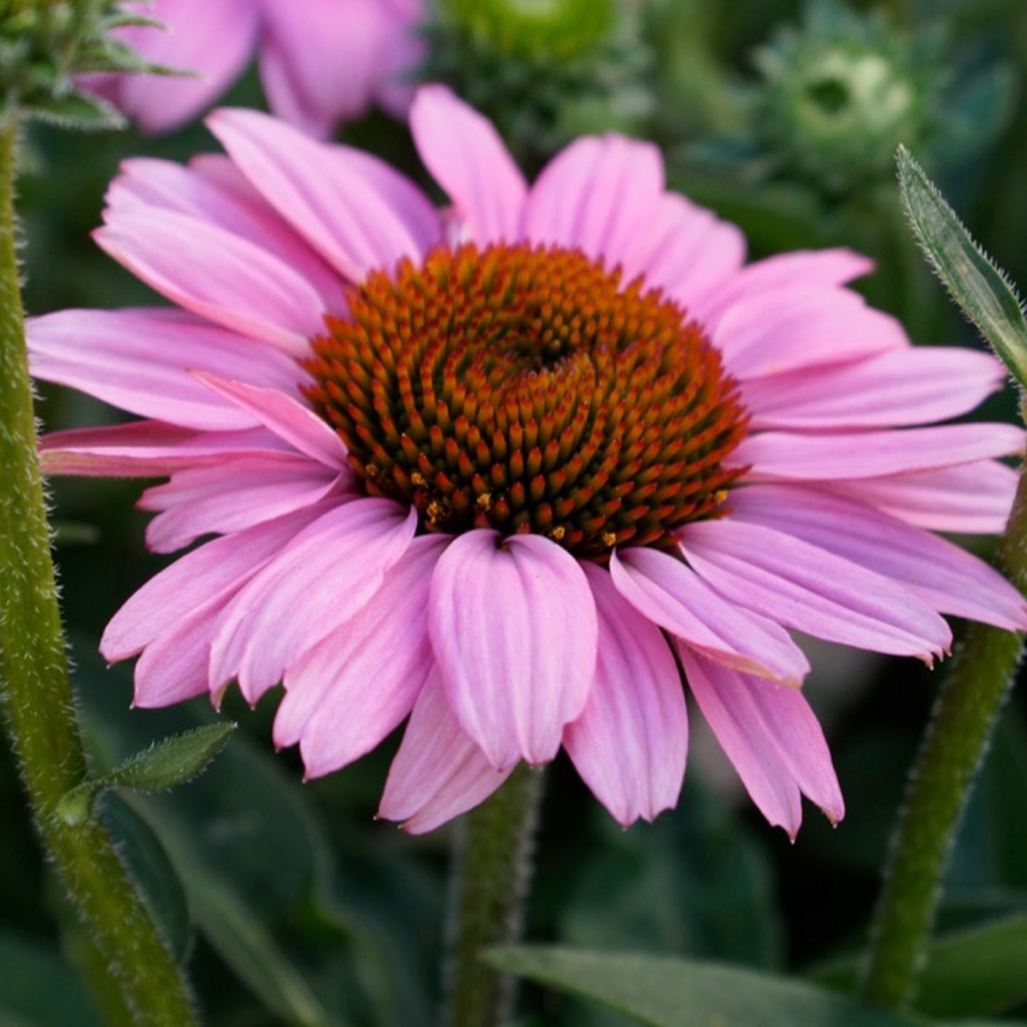 Echinacea SunSeekers Pink