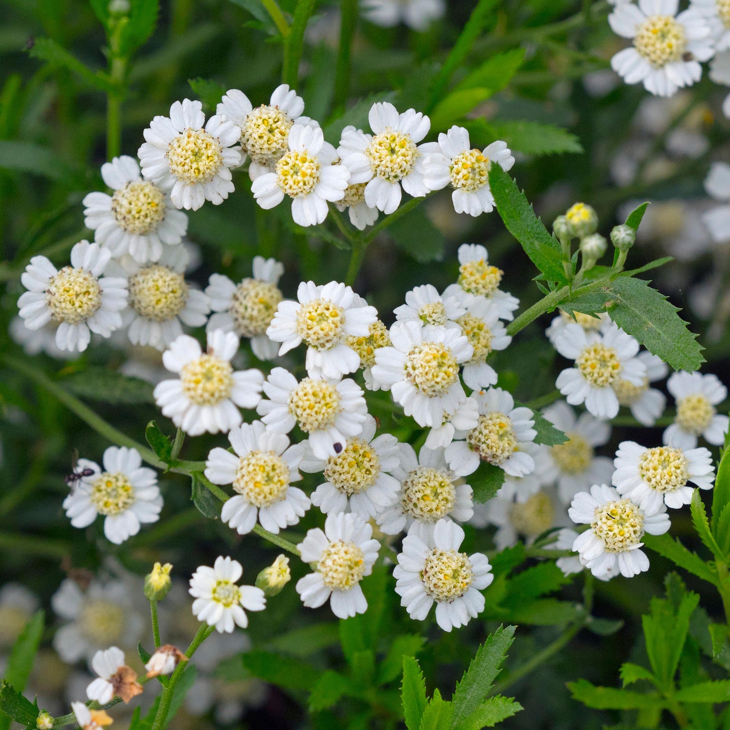 Herb - Mace English