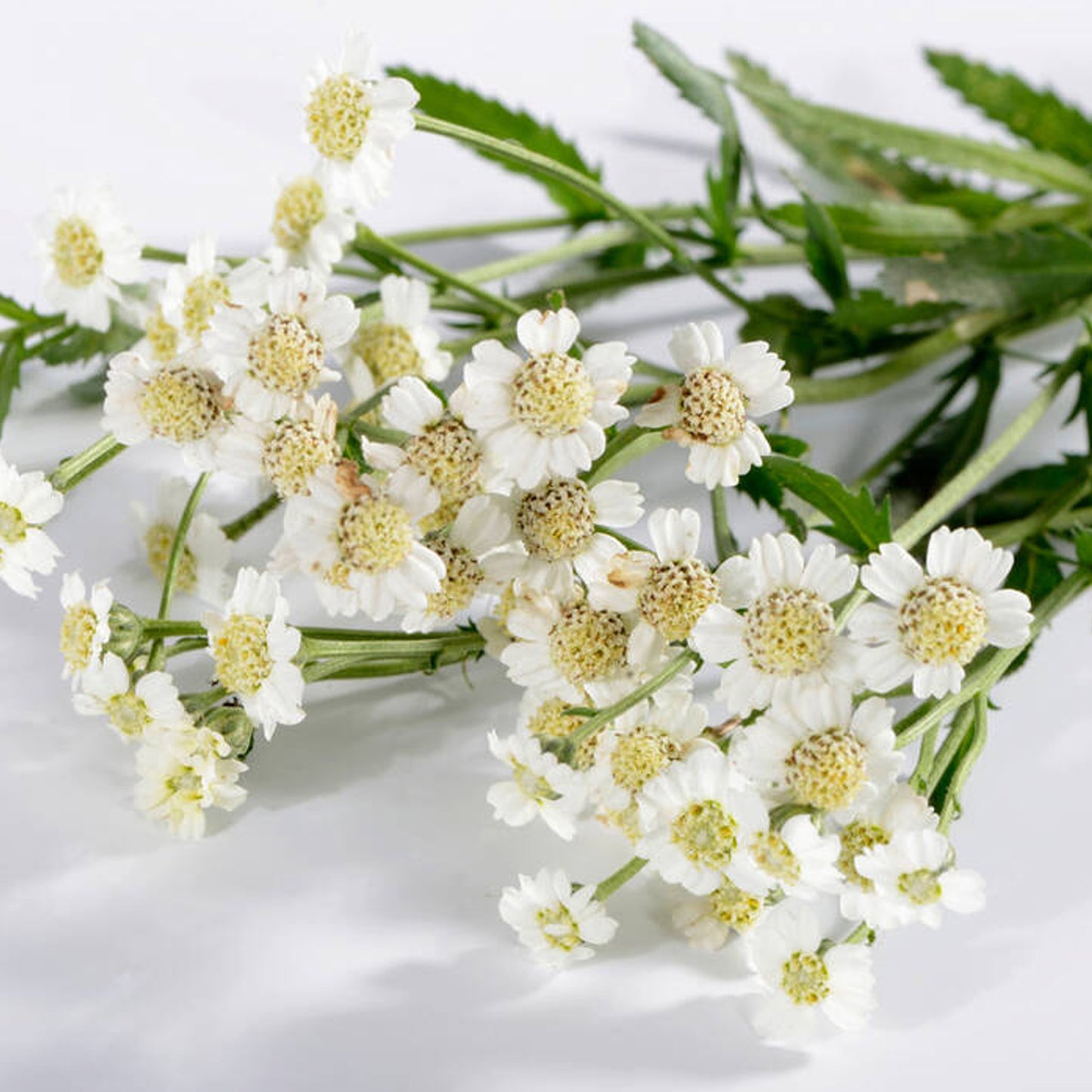 Herb - Mace English