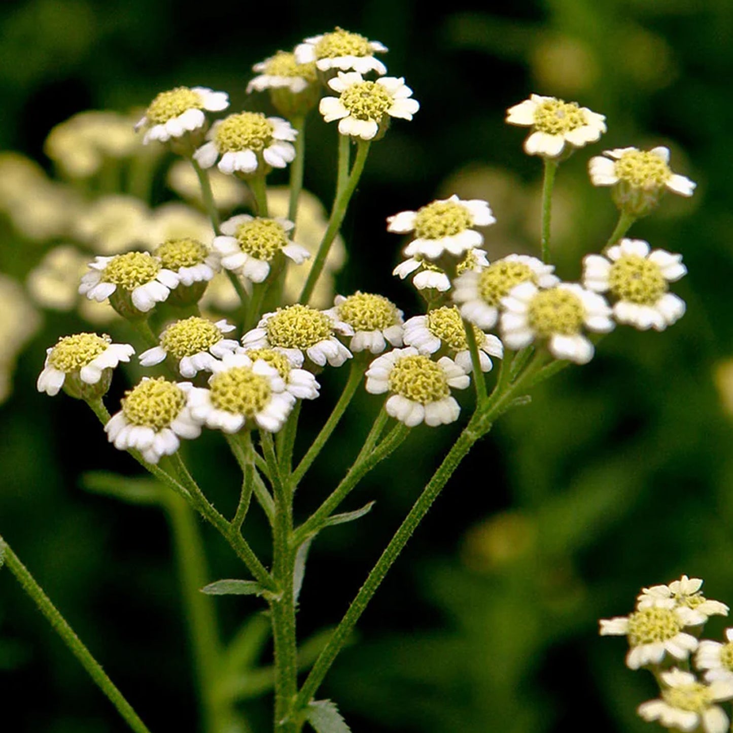 Herb - Mace English