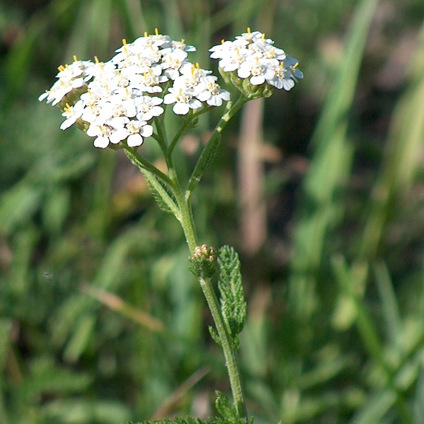 Herb - Mace English