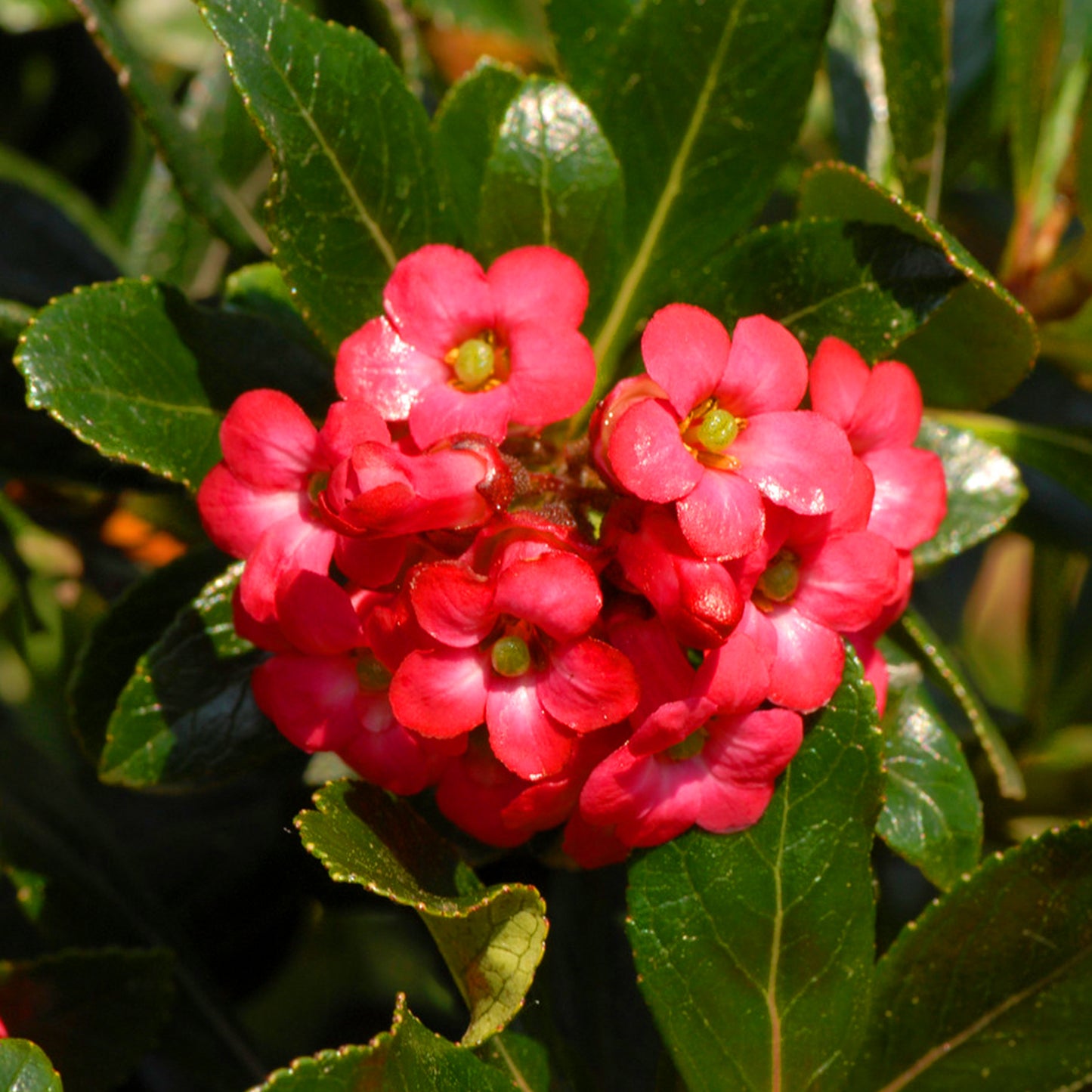Escallonia Crimson Spire