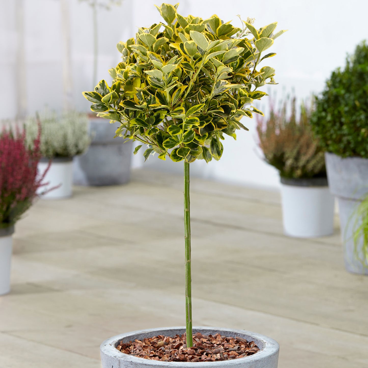 Euonymus Marieke Patio Tree