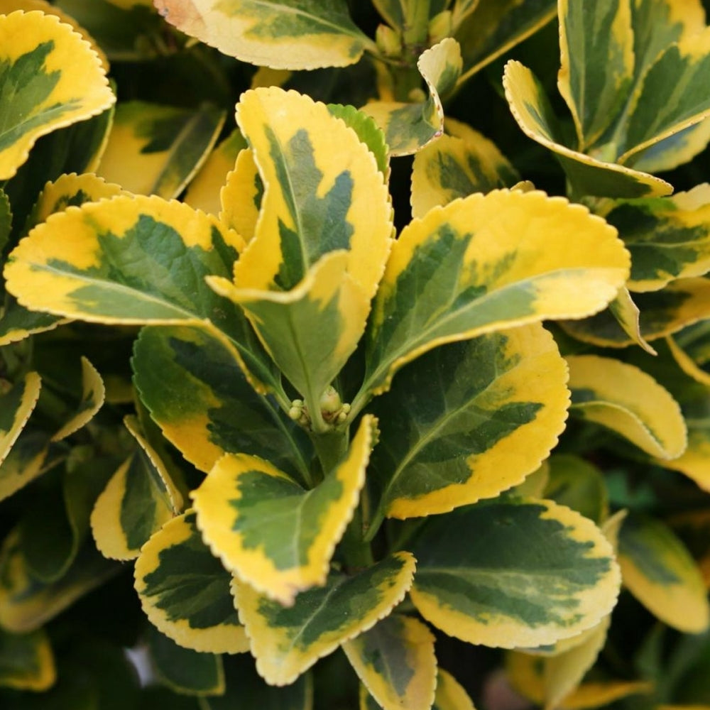 Euonymus Marieke Patio Tree