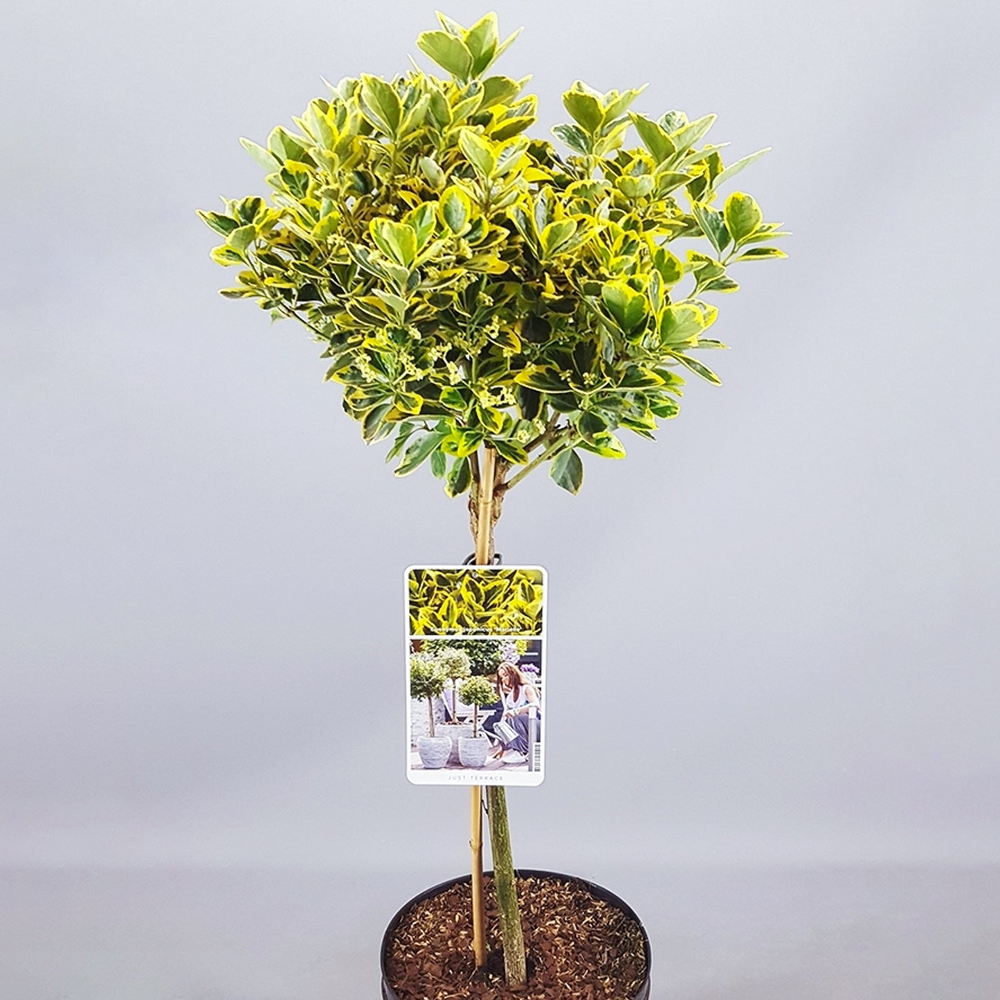 Euonymus Marieke Patio Tree