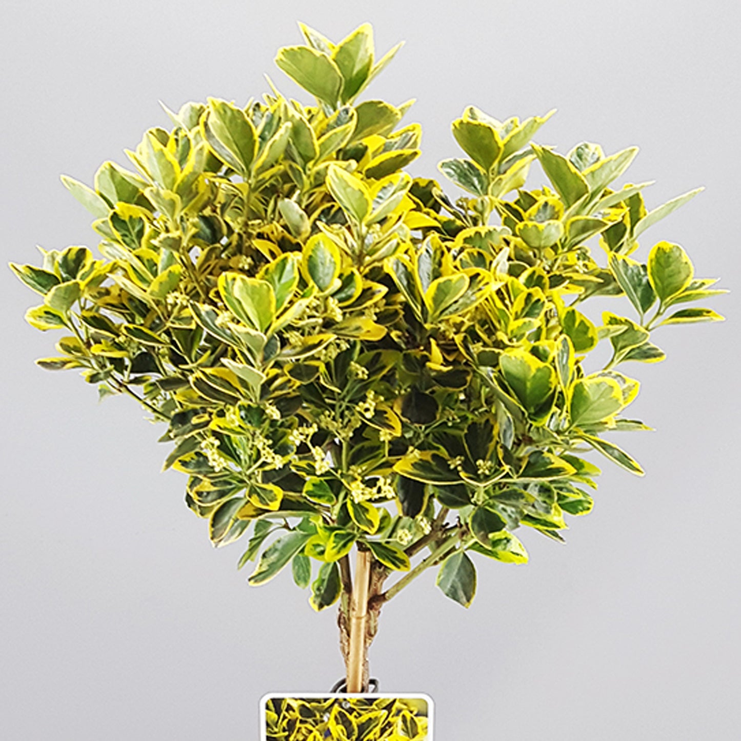 Euonymus Marieke Patio Tree