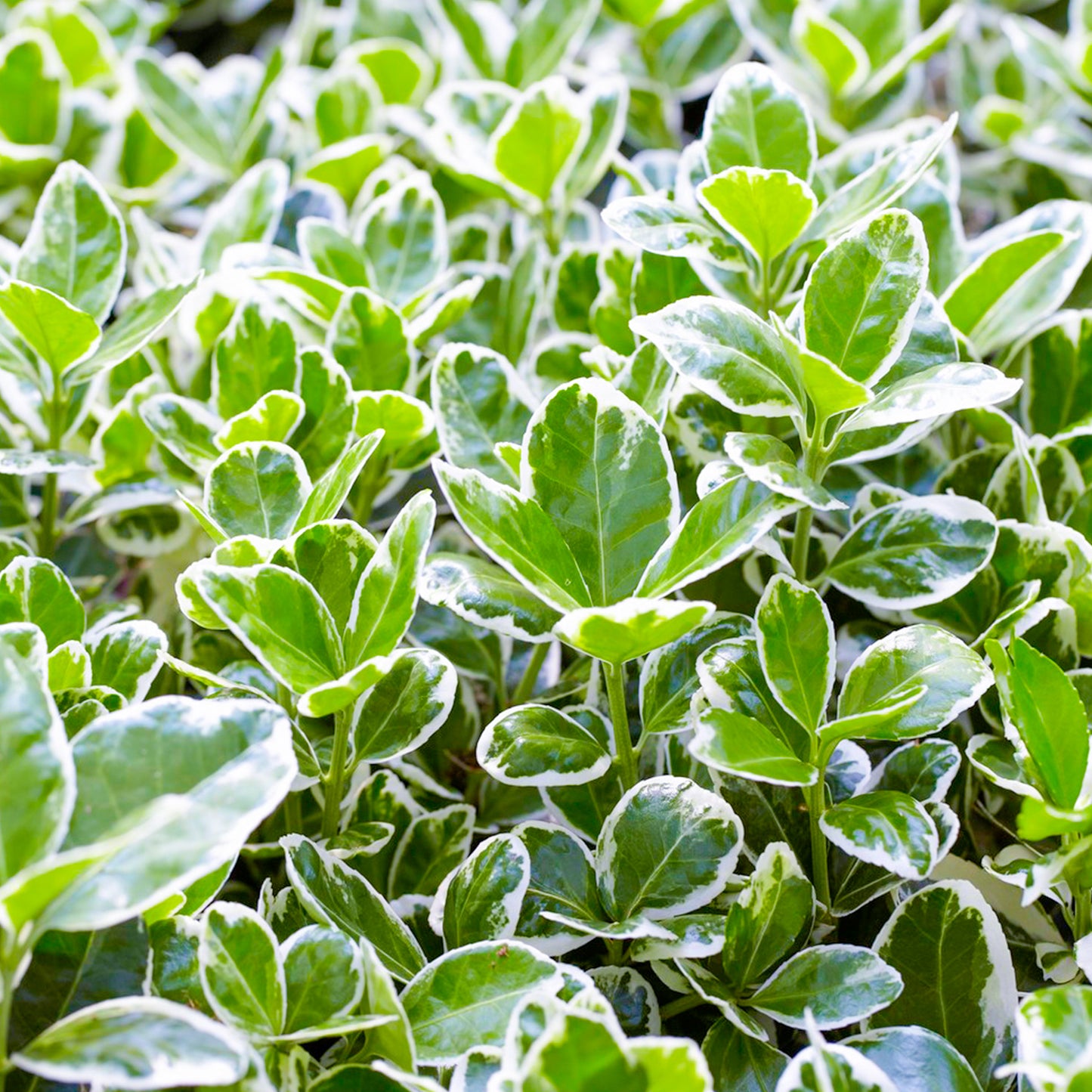 Euonymus Kathy