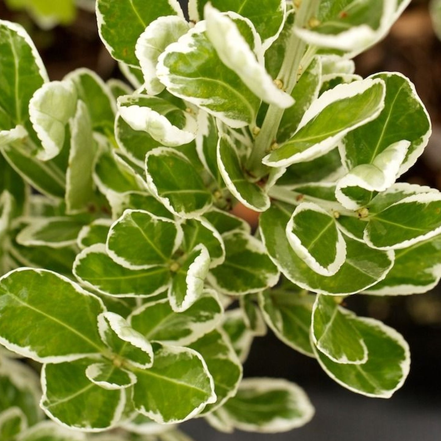 Euonymus Kathy