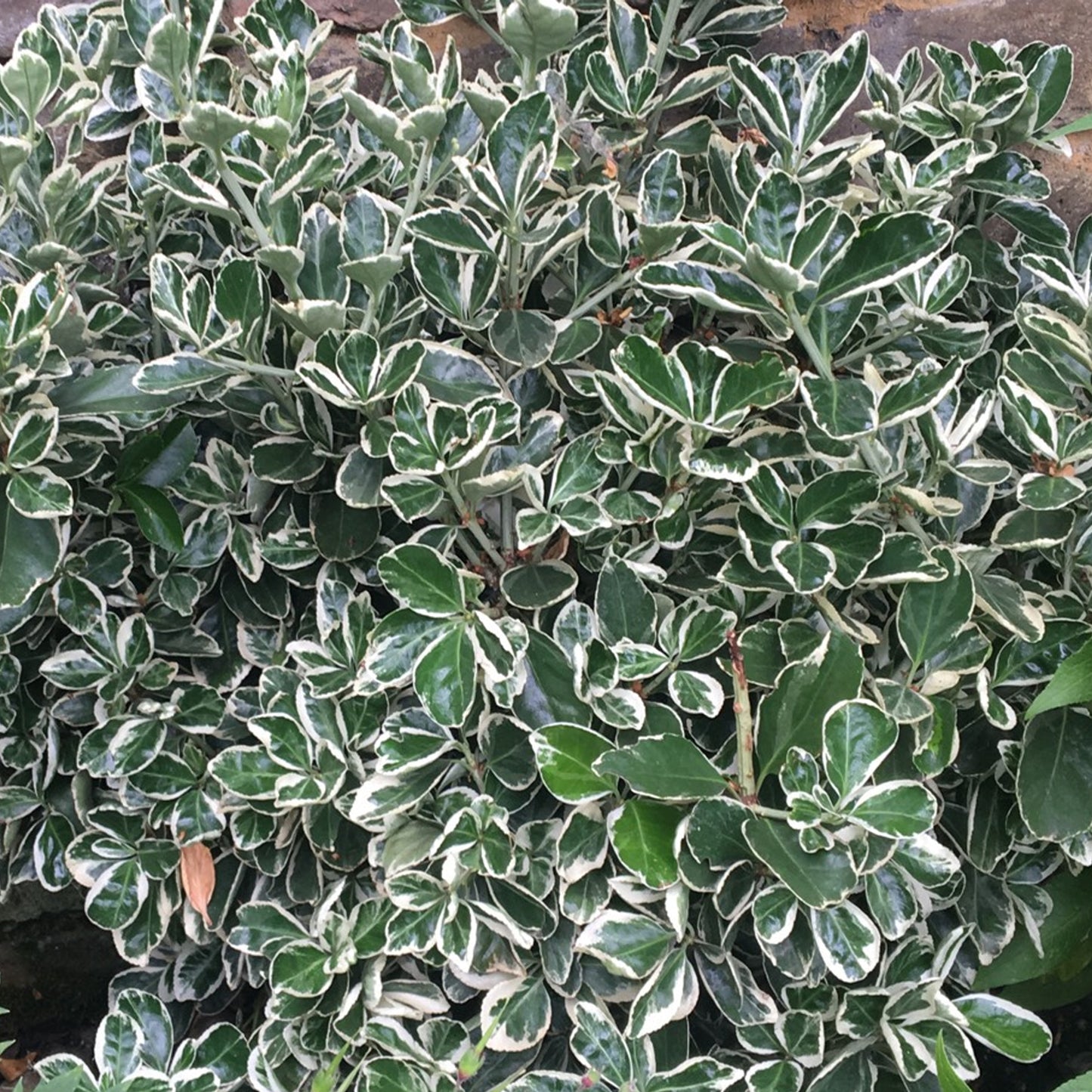 Euonymus Kathy