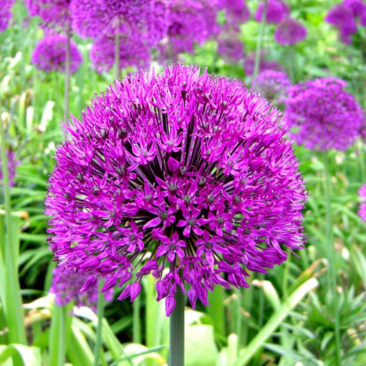Allium Purple Sensation -MASTER-