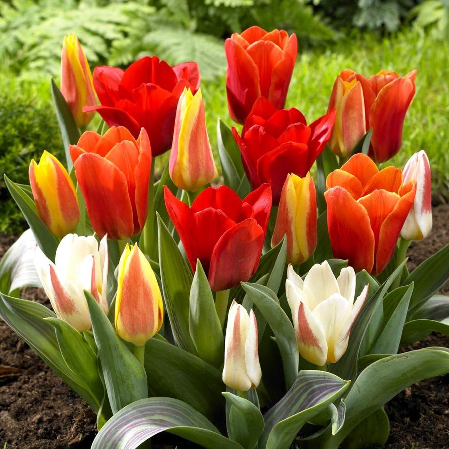 Tulip Dwarf Mixed -MASTER-