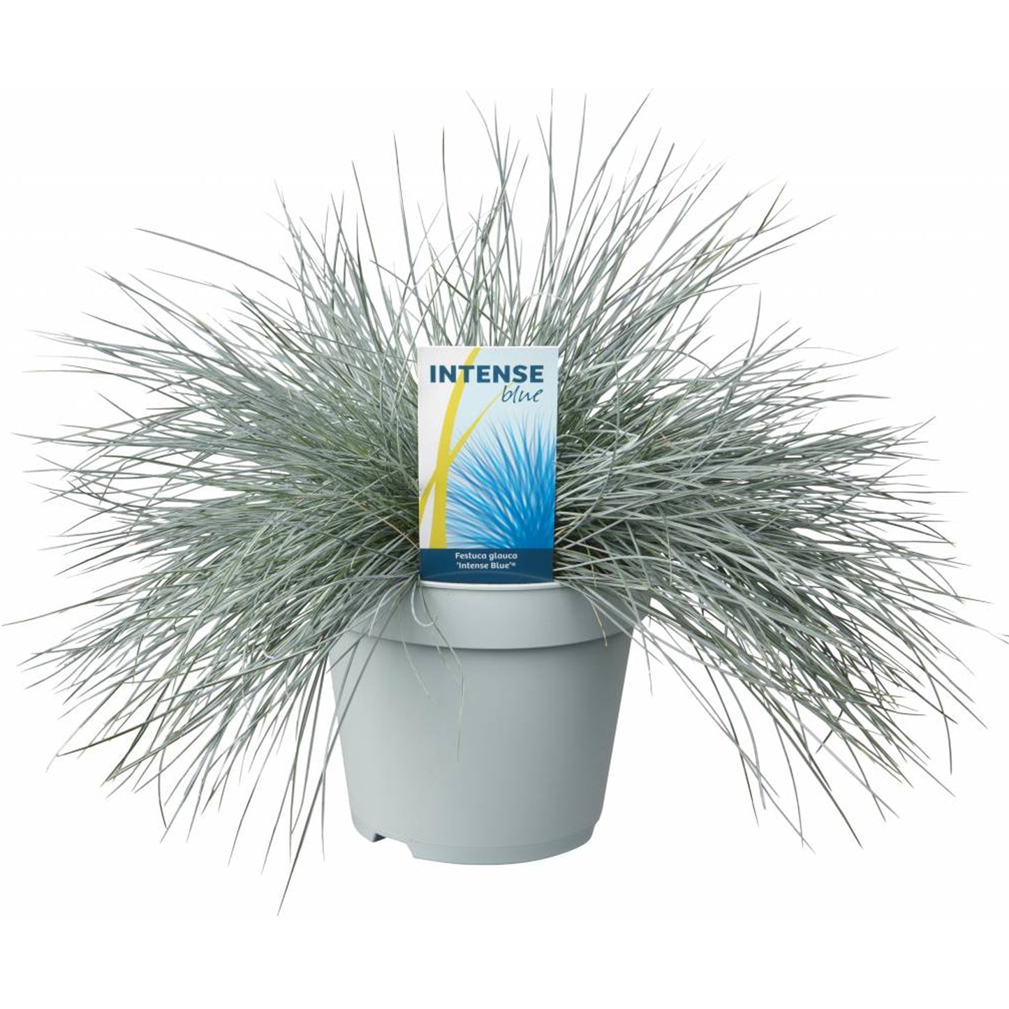 Festuca Blue