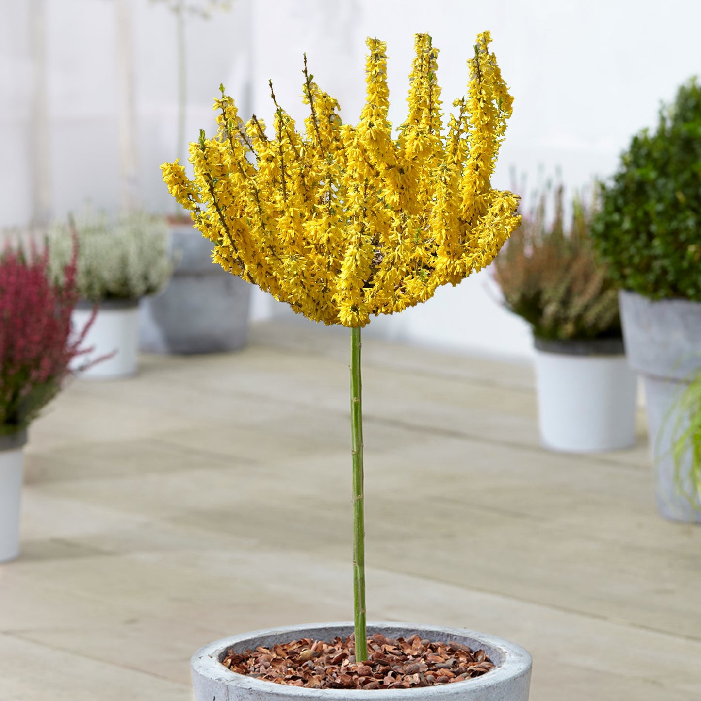 Forsythia Nimbus Patio Tree