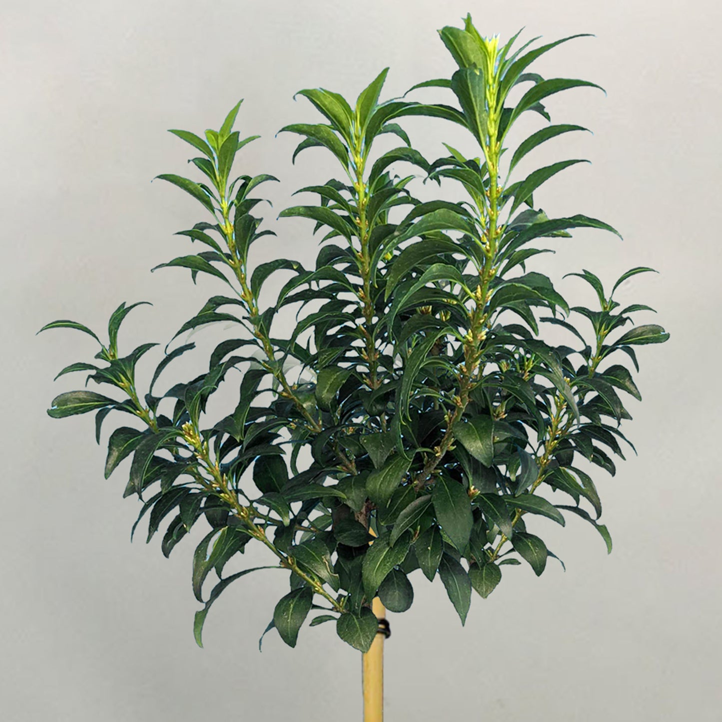 Forsythia Nimbus Patio Tree