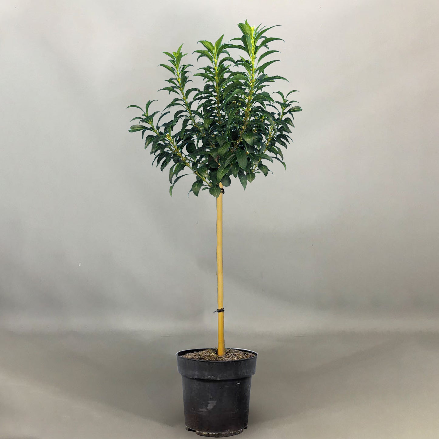 Forsythia Nimbus Patio Tree
