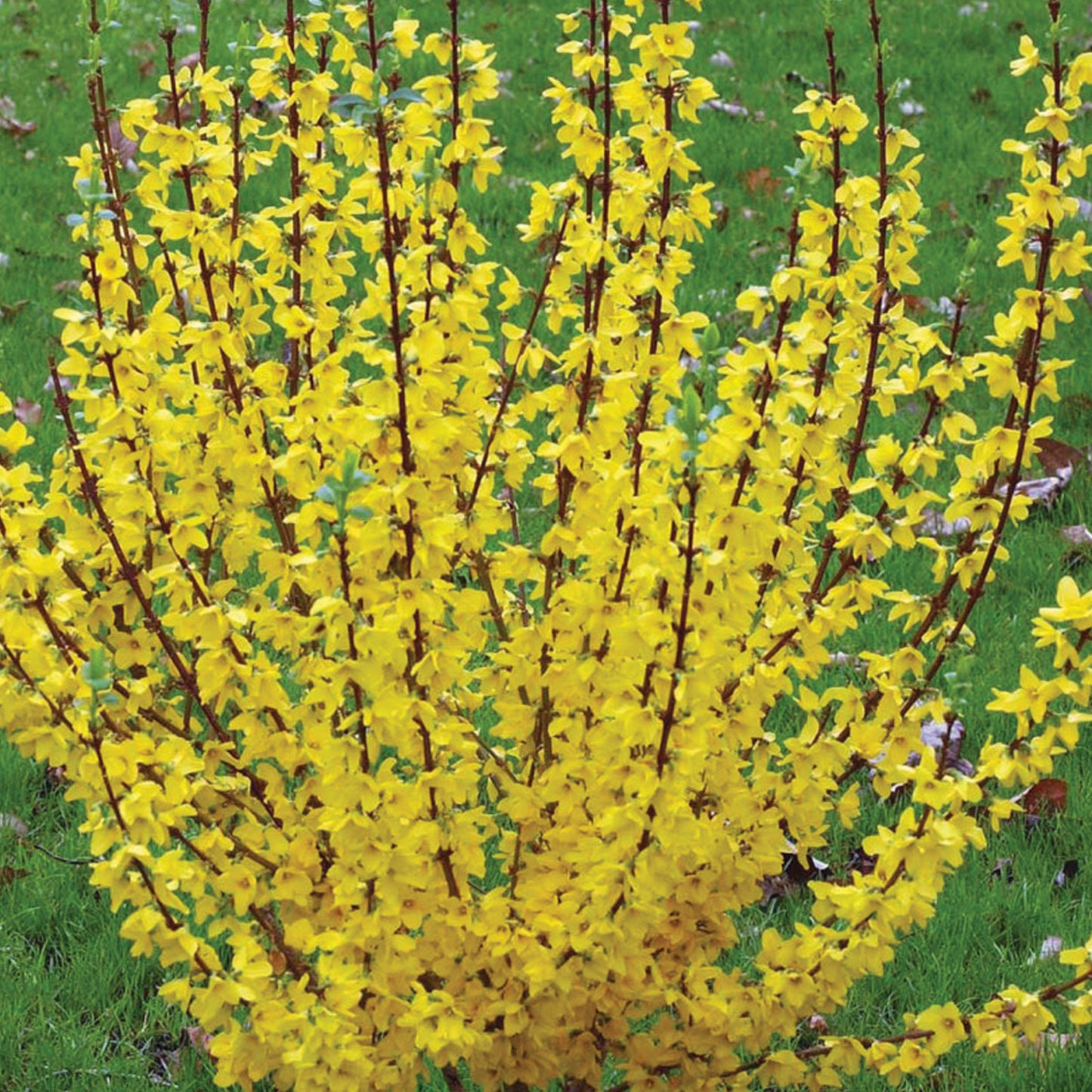Forsythia Nimbus Patio Tree