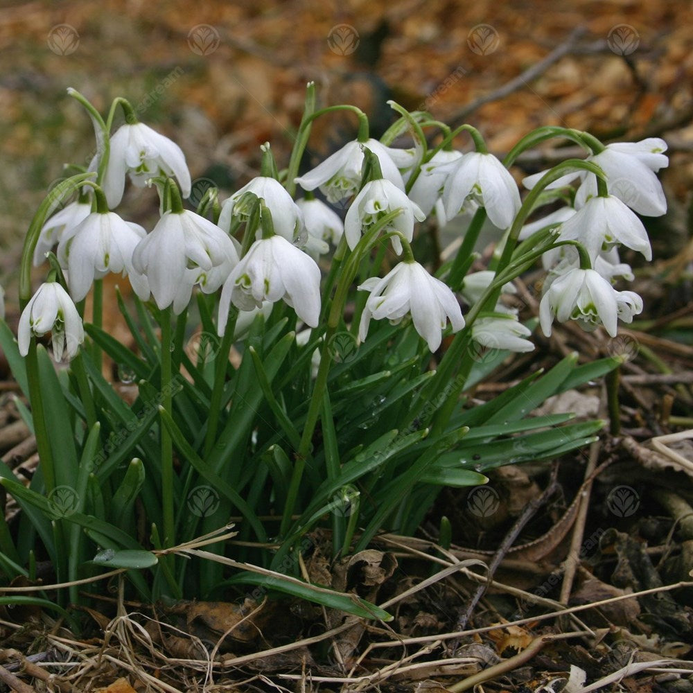 Galanthus Nivalis Flore Pleno -MASTER-