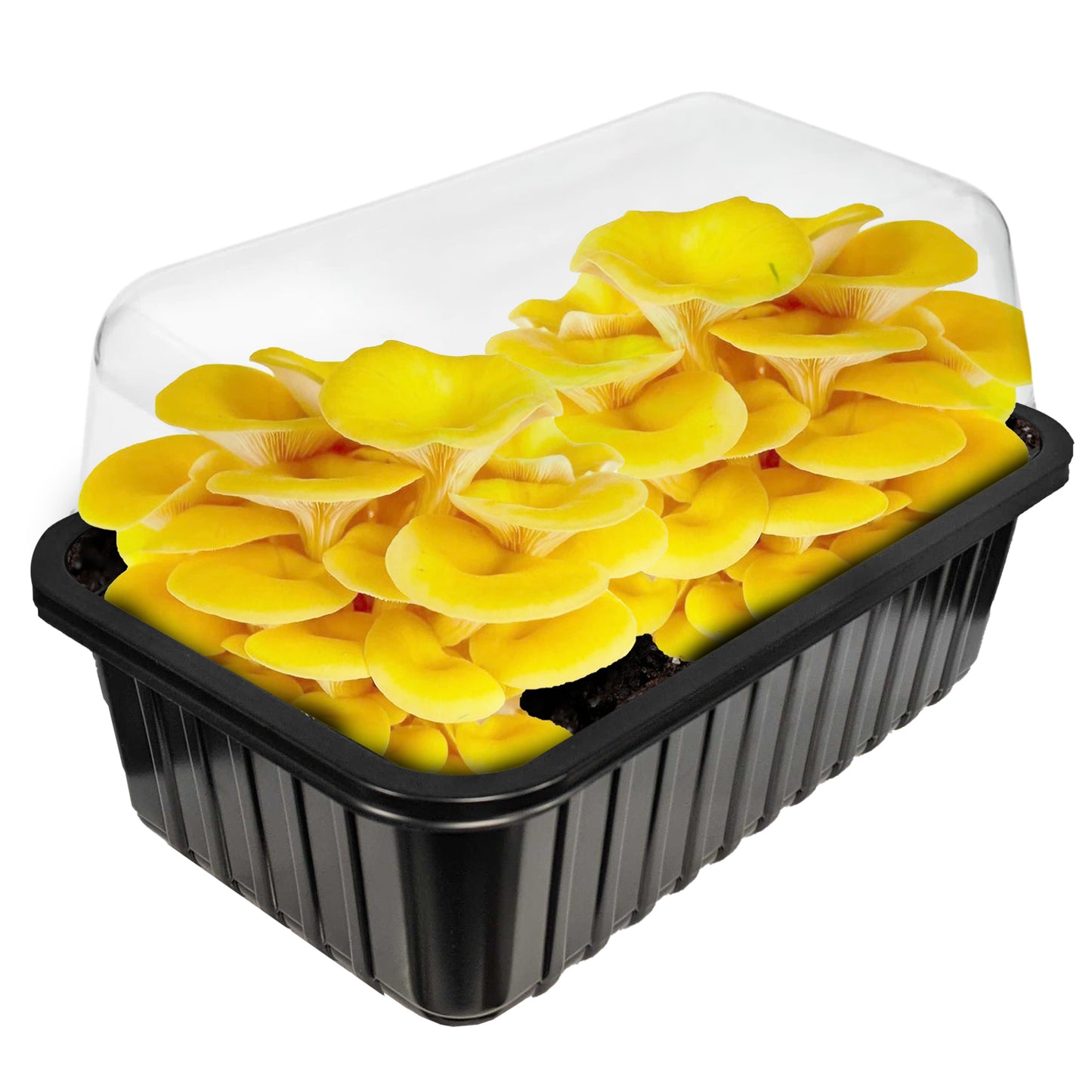 Grow Your Own Mushrooms Kit (3L)