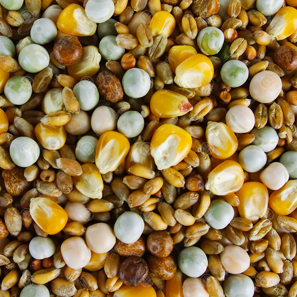 GardenersDream Four Seasons Pigeon Corn