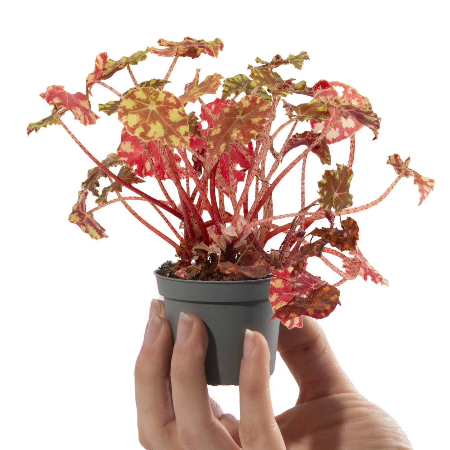 Baby Plants - Begonia Rex Boweri Tiger