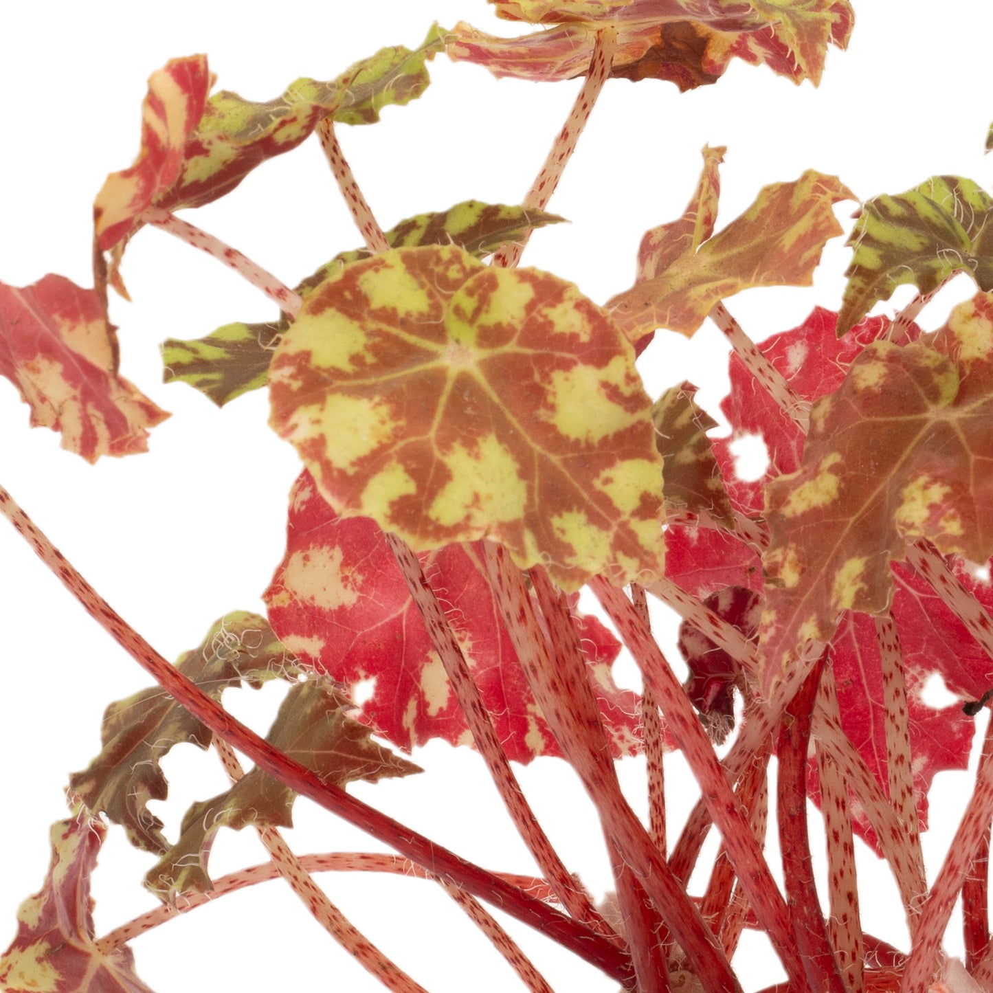 Baby Plants - Begonia Rex Boweri Tiger