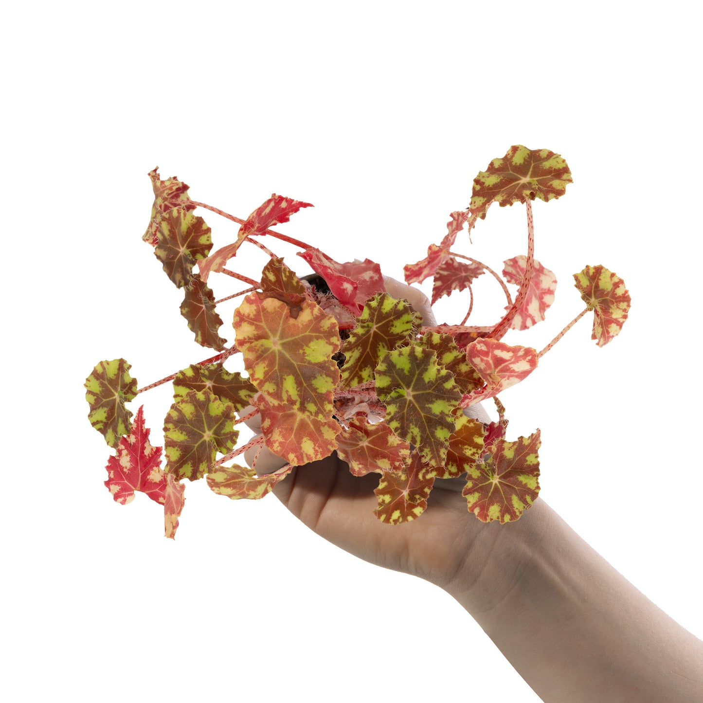 Baby Plants - Begonia Rex Boweri Tiger