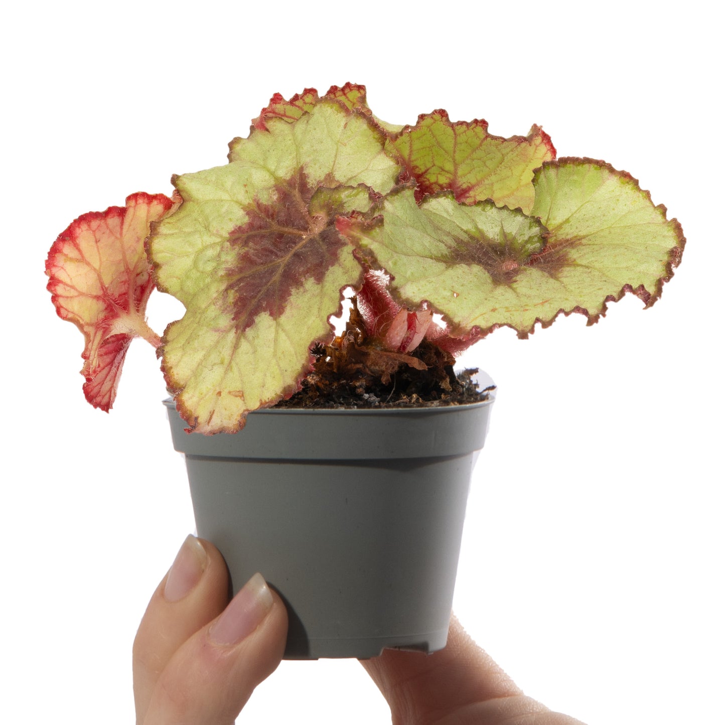 Baby Plants - Begonia Rex Escargot