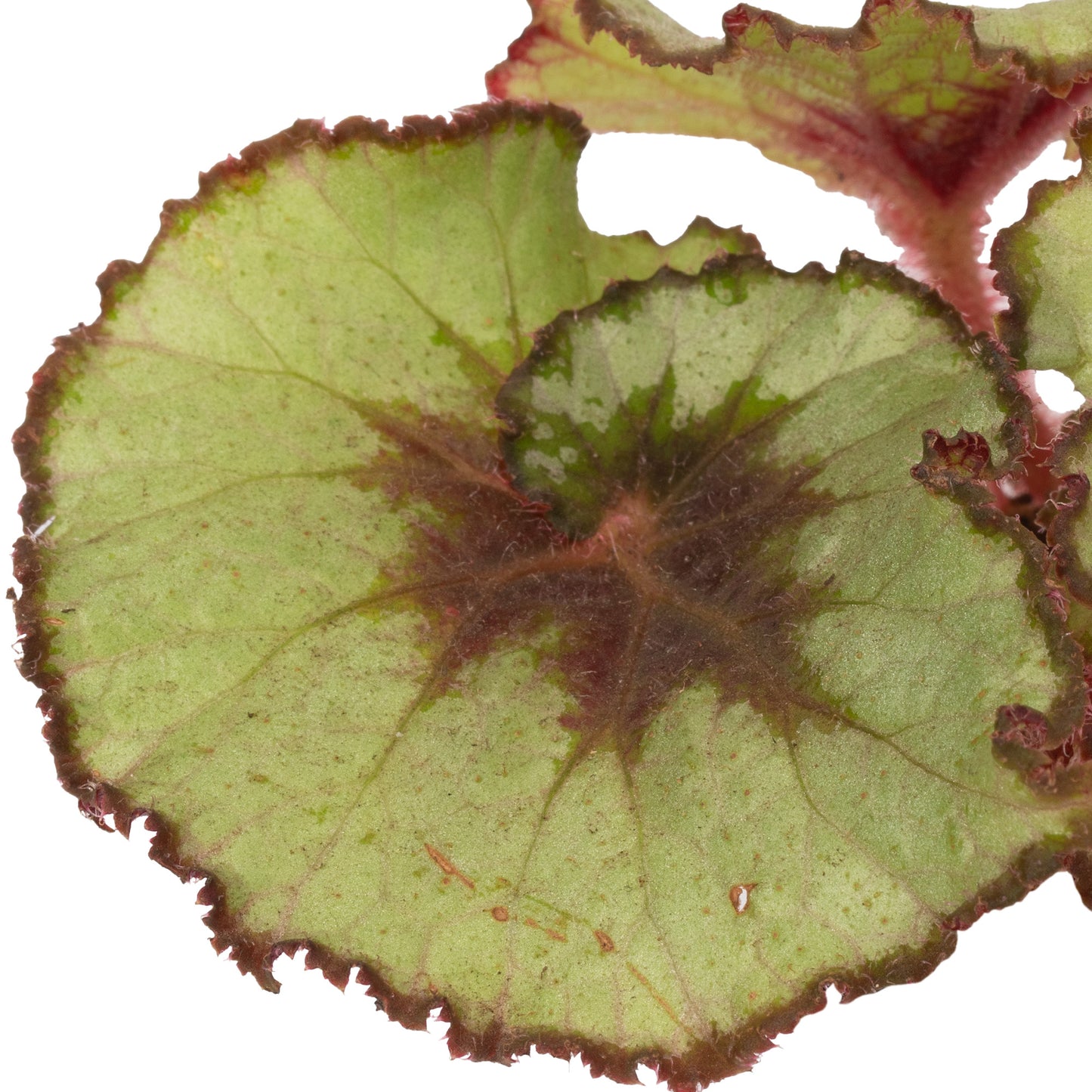 Baby Plants - Begonia Rex Escargot