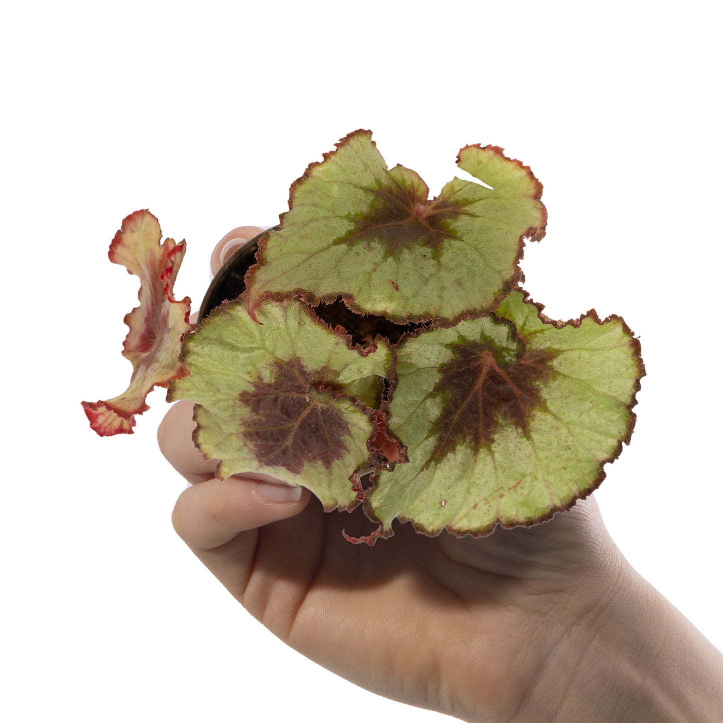 Baby Plants - Begonia Rex Escargot