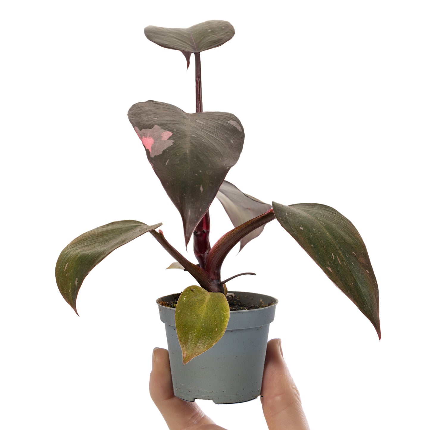 Baby Plants - Philodendron Pink Princess Marble