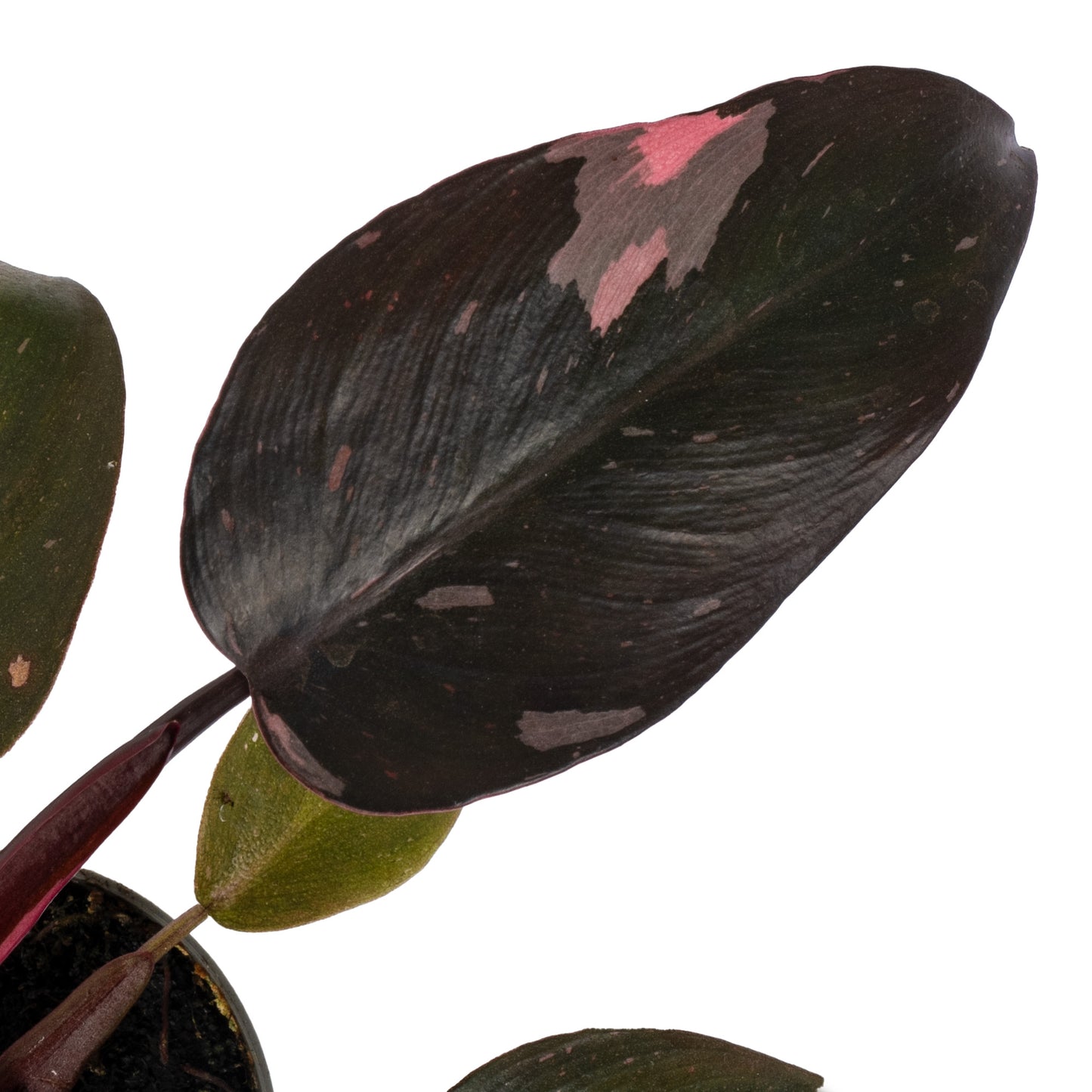 Baby Plants - Philodendron Pink Princess Marble